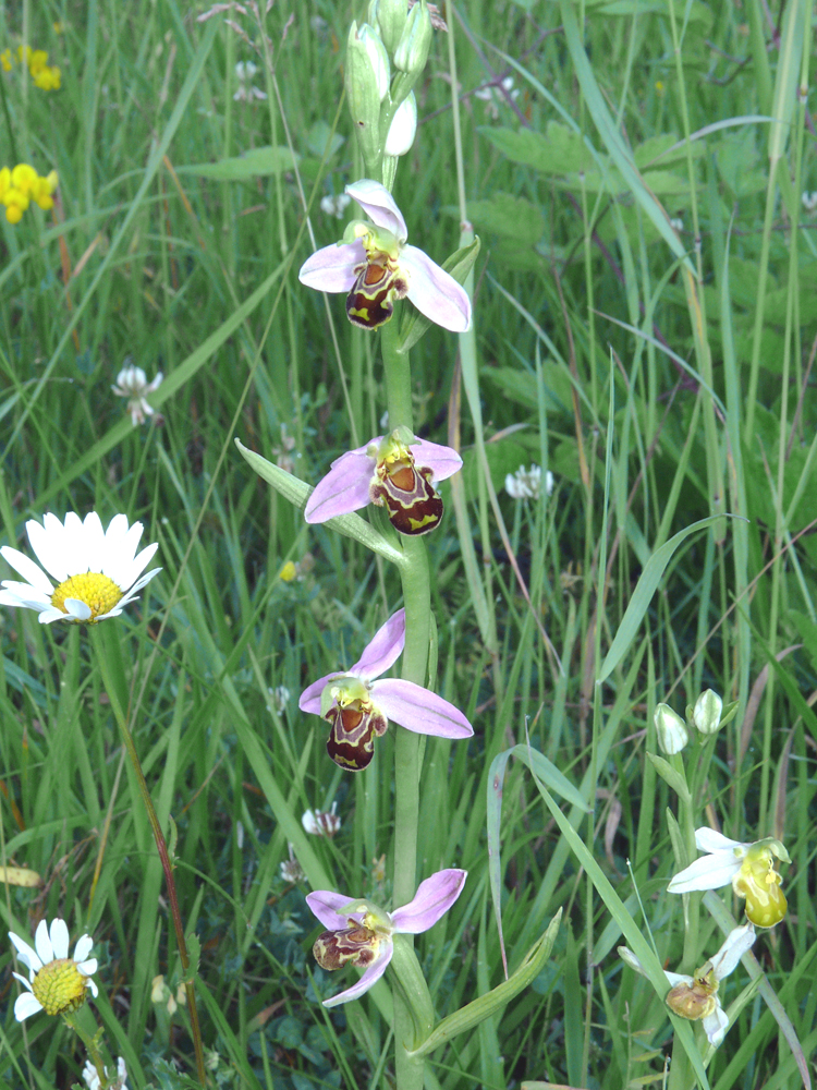 Ophrys abeille - Bernard CLESSE